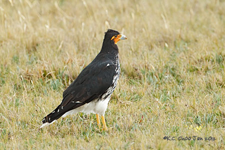Carunculated Caracara