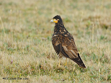 Carunculated Caracara