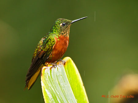 Chestnut-breasted Coronet