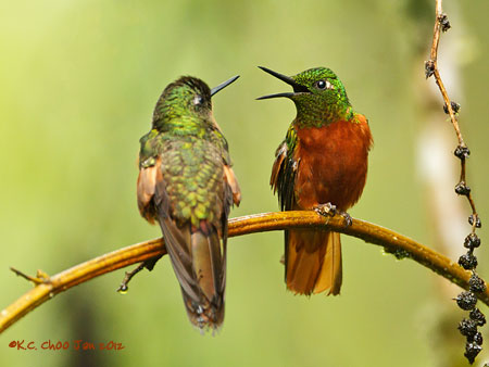 Chestnut-breasted Coronet