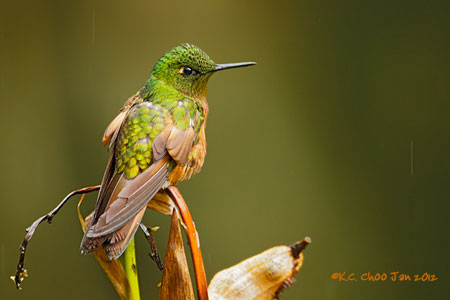 Chestnut-breasted Coronet
