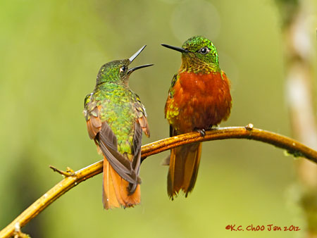 Chestnut-breasted Coronet