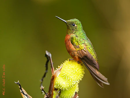 Chestnut-breasted Coronet