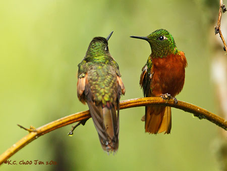 Chestnut-breasted Coronet
