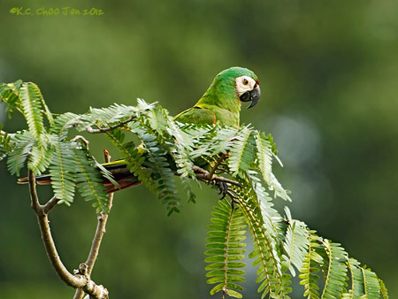 Chestnut-fronted Macaw