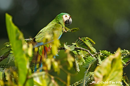 Chestnut-fronted Macaw