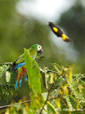 Chestnut-fronted Macaw