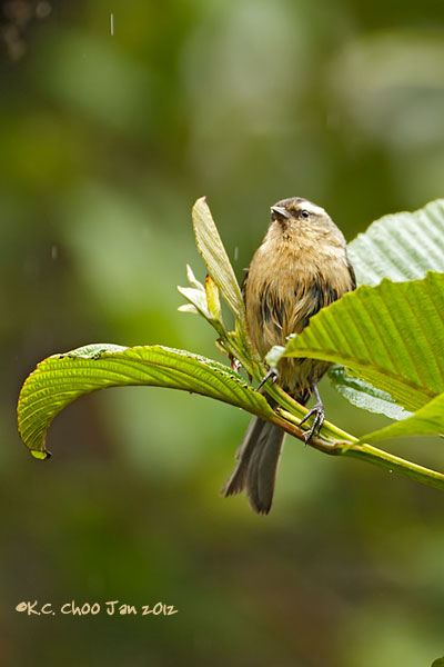 Cinereous Conebill