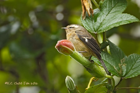 Cinereous Conebill