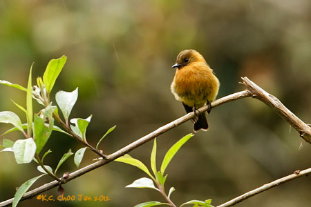 Cinnamon Flycatcher
