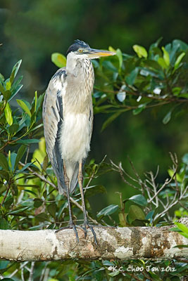 Cocoi Heron