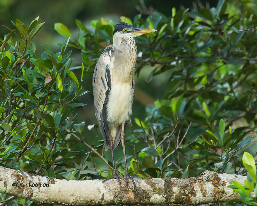 Cocoi Heron