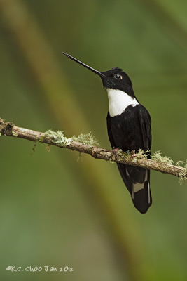 Collared Inca