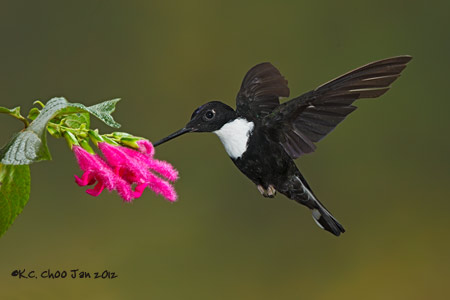 Collared Inca