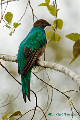 Crested Quetzal