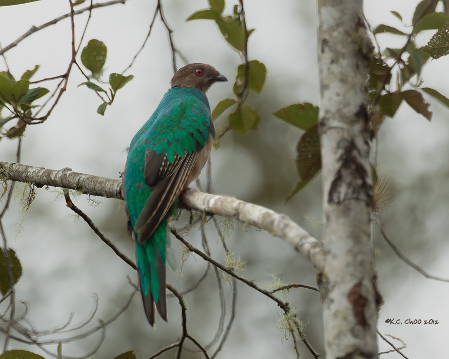 Crested Quetzal