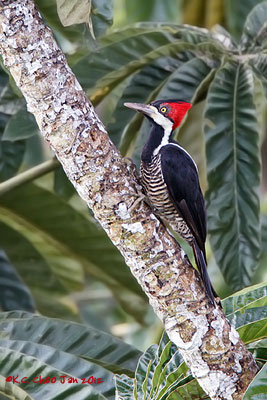 Crimson-crested Woodpecker
