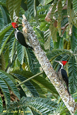 Crimson-crested Woodpecker