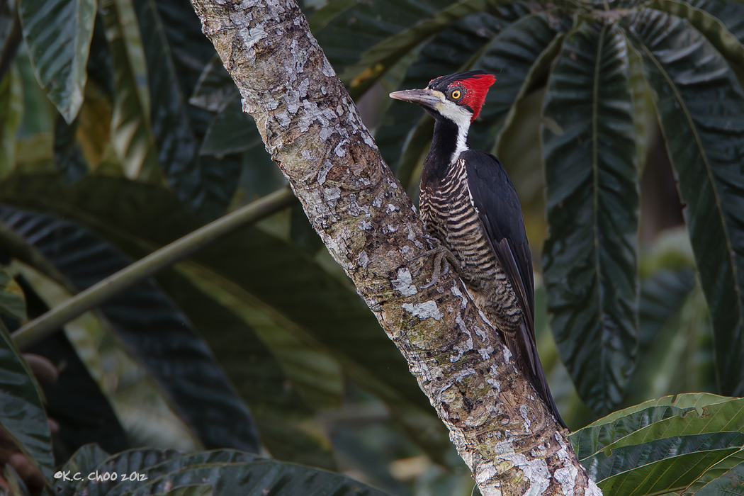 Crimson-crested Woodpecker