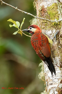 Crimson-mantled Woodpecker