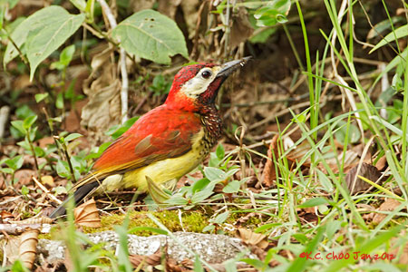 Crimson-mantled Woodpecker