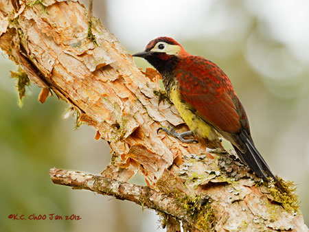Crimson-mantled Woodpecker