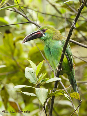 Crimson-rumped Toucanet