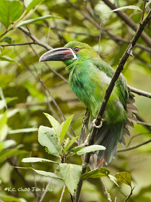 Crimson-rumped Toucanet