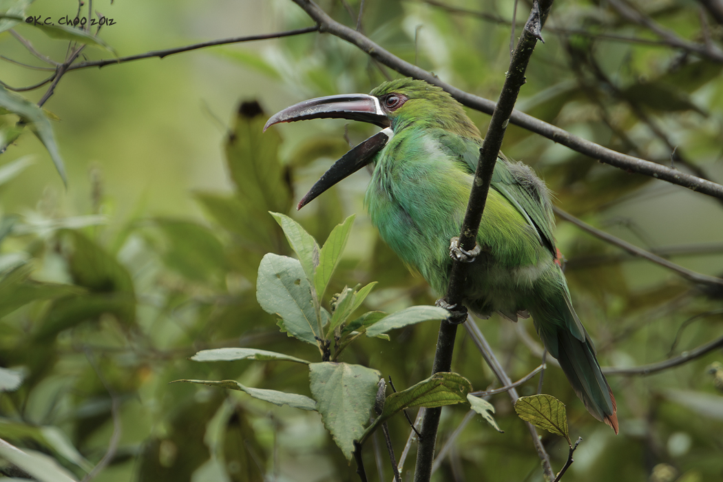 Crimson-rumped Toucanet