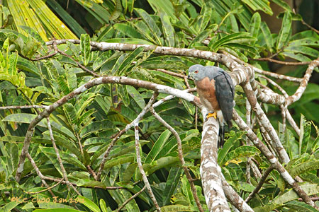 Double-toothed Kite
