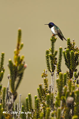 Ecuadorian Hillstar