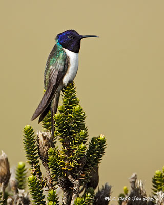 Ecuadorian Hillstar