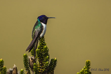 Ecuadorian Hillstar