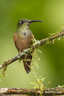Fawn-breasted Brilliant
