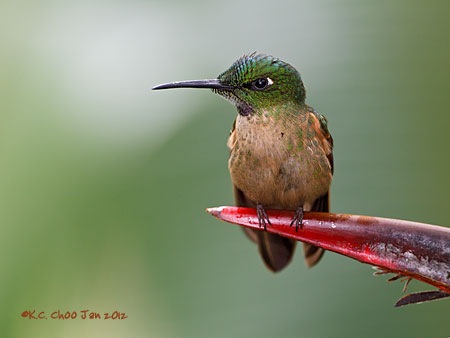 Fawn-breasted Brilliant