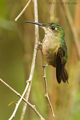 Fawn-breasted Brilliant