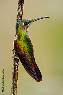 Fawn-breasted Brilliant