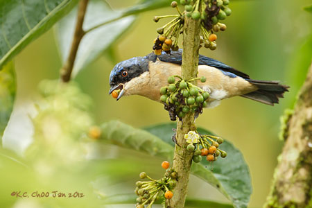 Fawn-breasted Tanager