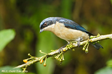 Fawn-breasted Tanager