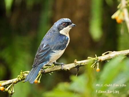 Fawn-breasted Tanager
