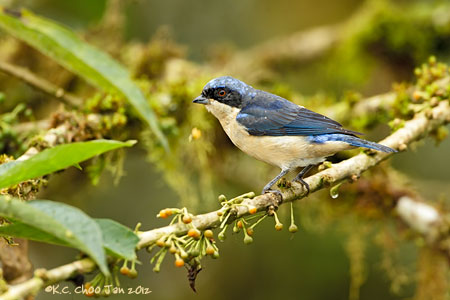 Fawn-breasted Tanager