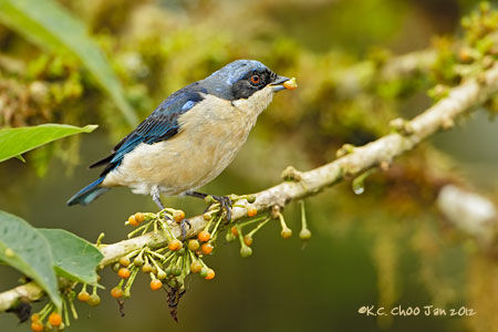 Fawn-breasted Tanager