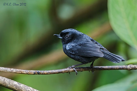 Glossy Flowerpiercer