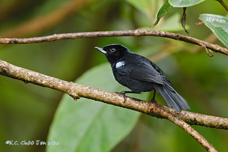 Glossy Flowerpiercer
