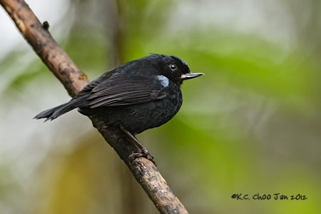 Glossy Flowerpiercer
