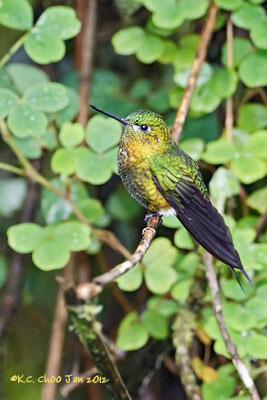 Golden-breasted Puffleg