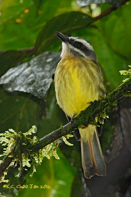 Golden-crowned Flycatcher