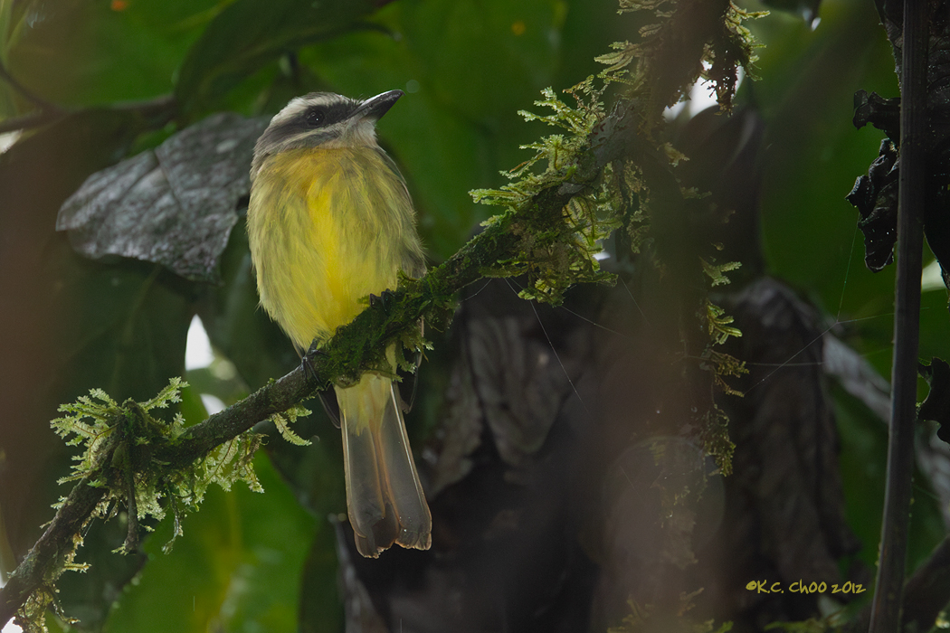 Golden-crowned Flycatcher