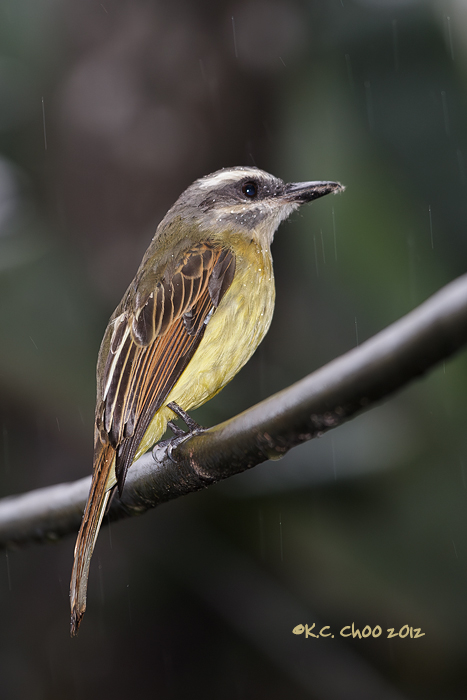 Golden-crowned Flycatcher