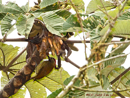 Golden Olive Woodpecker
